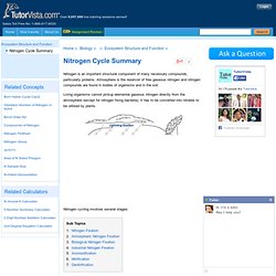 Nitrogen Cycle Summary