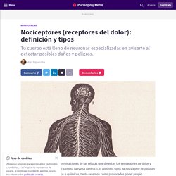 Nociceptores (receptores del dolor): definición y tipos