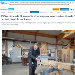 1300 chênes de Normandie donnés pour la reconstruction de Notre-Dame : « c'est possible en 5 ans »