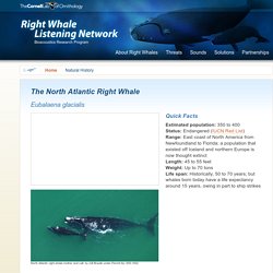 North Atlantic Right Whale, Quick Facts