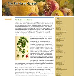 The Far North Garden: How to Grow Gooseberries