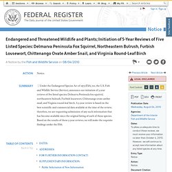 Endangered and Threatened Wildlife and Plants; Initiation of 5-Year Reviews of Five Listed Species: Delmarva Peninsula Fox Squirrel, Northeastern Bulrush, Furbish Lousewort, Chittenango Ovate Amber Snail, and Virginia Round-Leaf Birch