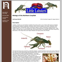 Biology of the Northern Crayfish (Orconectes virilis)