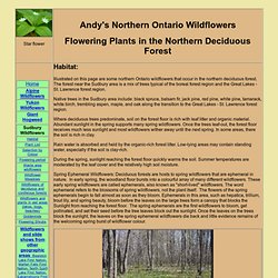 Andy's northern Ontario wildflower site - plants in a deciduous forest