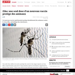 Zika: une seul dose d'un nouveau vaccin protège des animaux - Santé
