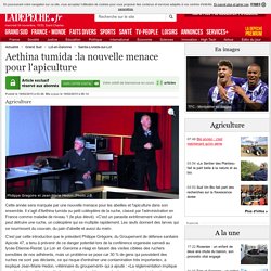 Aethina tumida :la nouvelle menace pour l'apiculture - 19/02/2015 - ladepeche.fr