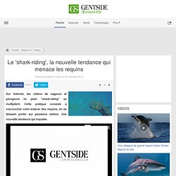 Le 'shark-riding', la nouvelle tendance qui menace les requins