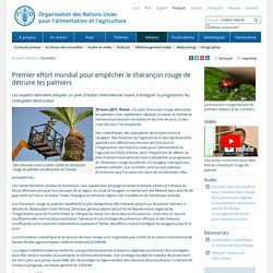 FAO 29/03/17 Premier effort mondial pour empêcher le charançon rouge de détruire les palmiers