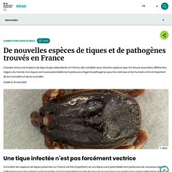 INRAE 15/05/20 De nouvelles espèces de tiques et de pathogènes trouvés en France