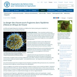Nouvelles: Le danger des chauve-souris frugivores dans l'épidémie d'Ebola en Afrique de l'Ouest