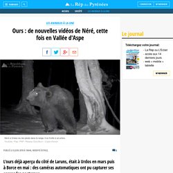 8/6/18 - La République des Pyrénées - Ours : de nouvelles vidéos de Néré, cette fois en Vallée d'Aspe