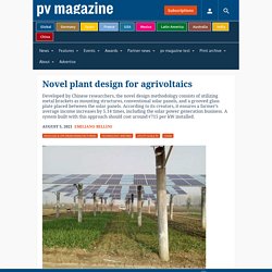 Novel plant design for agrivoltaics
