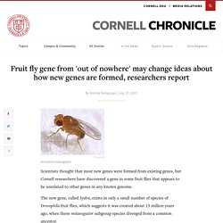 New fruit fly gene discovered