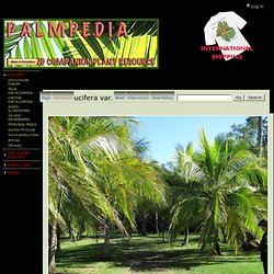 Cocos nucifera var. 'Spicata dwarf' - Palmpedia