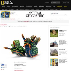 Nudibranchs—Photo Gallery—National Geographic Magazine