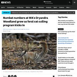 Numbat numbers at WA's Dryandra Woodland grow as feral cat culling program kicks in - ABC News