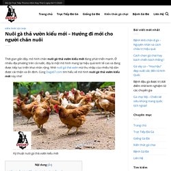 Nuôi gà thả vườn kiểu mới ✅ Hướng đi mới cho người chăn nuôi ✅