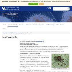 Nut Weevils