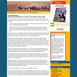 Foal Nutrition: Caring for a Orphan Newborn Baby Horse