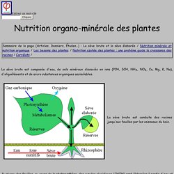 Nutrition organo-minérale des plantes