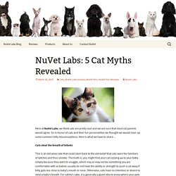 5 Myths About Cats That We Need to Dissolve