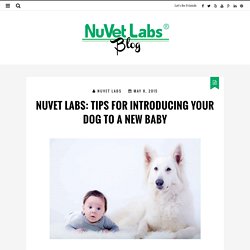 How to Introduc Your Dog To A New Baby