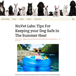 NuVet Labs Health Tips to Keep Your Dog Cool & Healthy in Summer Heat