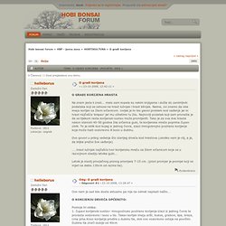 O građi korijena « Hobi bonsai forum