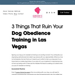 3 Things That Ruin Your Dog Obedience Training in Las Vegas <br/> — Gibson's Canine Classroom