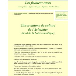 Observations de culture de l'Asiminier dans le nord de la Loire-Atlantique - Asimina triloba (L.) Dunal