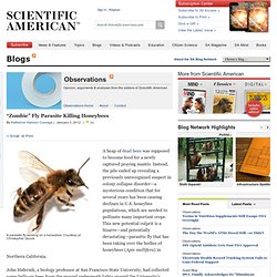 “Zombie” Fly Parasite Killing Honeybees