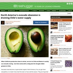 North America's avocado obsession is draining Chile's water supply