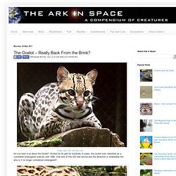 The Ocelot – Really Back From the Brink?
