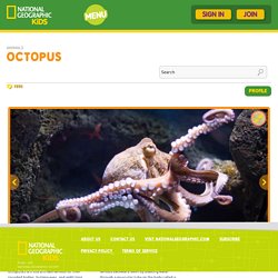 Octopus