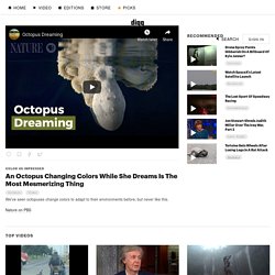 An Octopus Changing Colors While She Dreams Is The Most Mesmerizing Thing