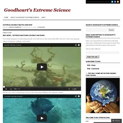 Octopus coconut snatch and run! « Goodheart's Extreme Science