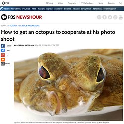 How to get an octopus to cooperate at his photo shoot