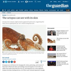 The octopus can see with its skin