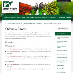 Odonata Photos - University of Puget Sound