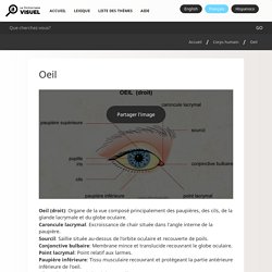 Oeil