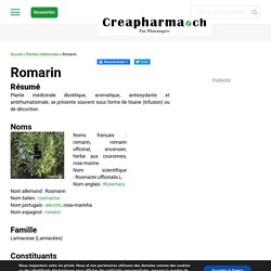 Romarin (Rosmarini officinalis) - Bienfaits, indications