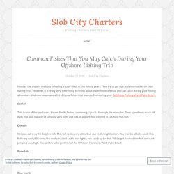 Common Fishes That You May Catch During Your Offshore Fishing Trip – Slob City Charters