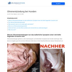 Ohrenentzündung bei Hunden