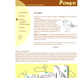 Les oiseaux en fiches, coloriages, photos et dessins avec Pouyo