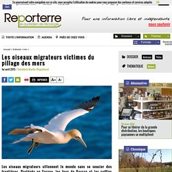 Les oiseaux migrateurs victimes du pillage des mers