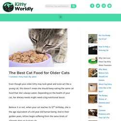 The Best Cat Food for Older Cats - Our Favorite Senior Cat Foods