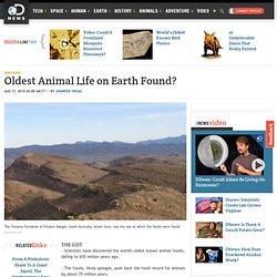 Oldest Animal Life on Earth Found?