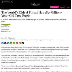 The World’s Oldest Forest Has 385-Million-Year-Old Tree Roots