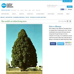 The world's 10 oldest living trees: Sarv-e Abarqu