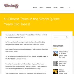 10 Oldest Trees in the World {5000+ Years Oldest Trees on the Planet}